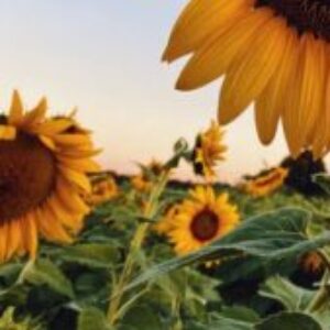 Group logo of Bhajan Group